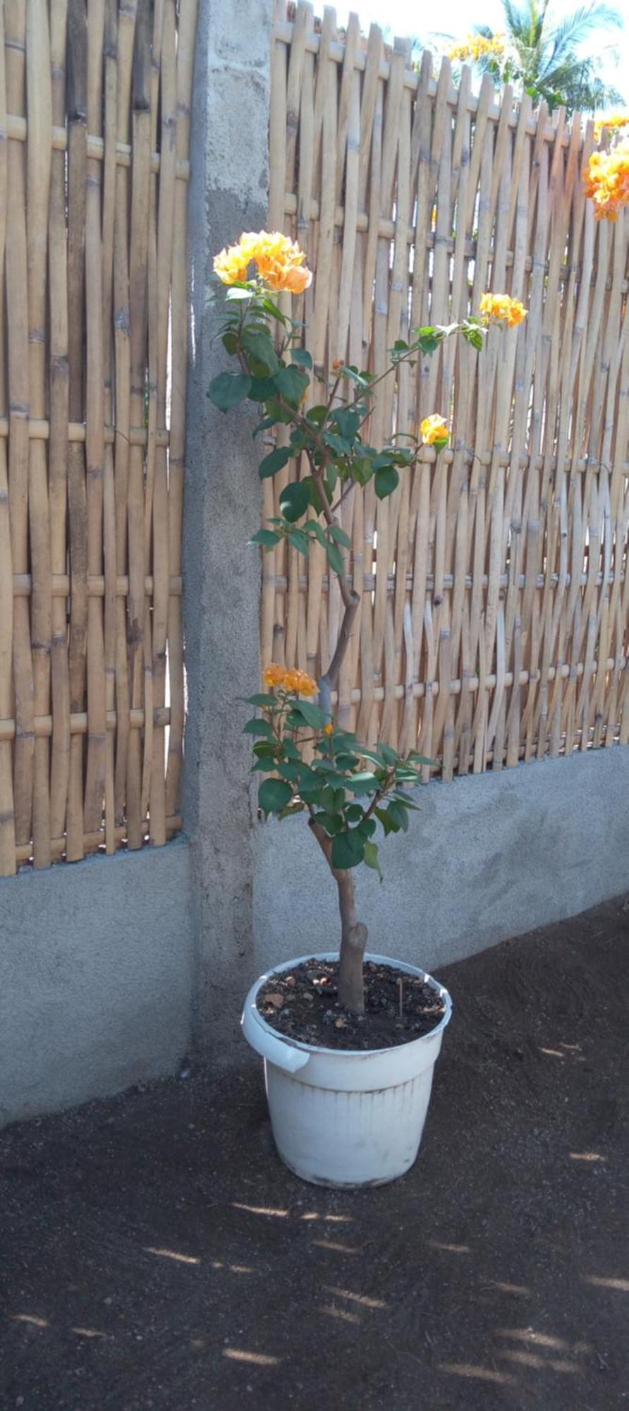 Villa Exotic House Gili Meno Exterior foto